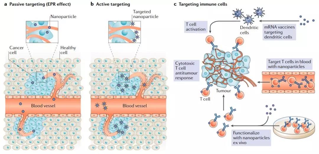 癌癥免疫療法的新型遞送平臺(tái)