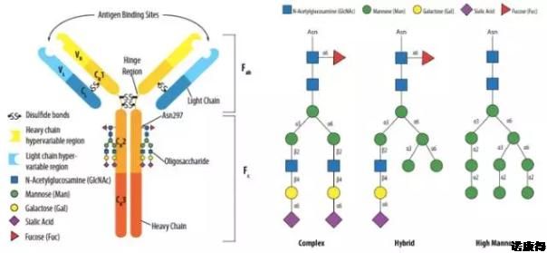 Glycosylation modification services for antibodies and vaccines