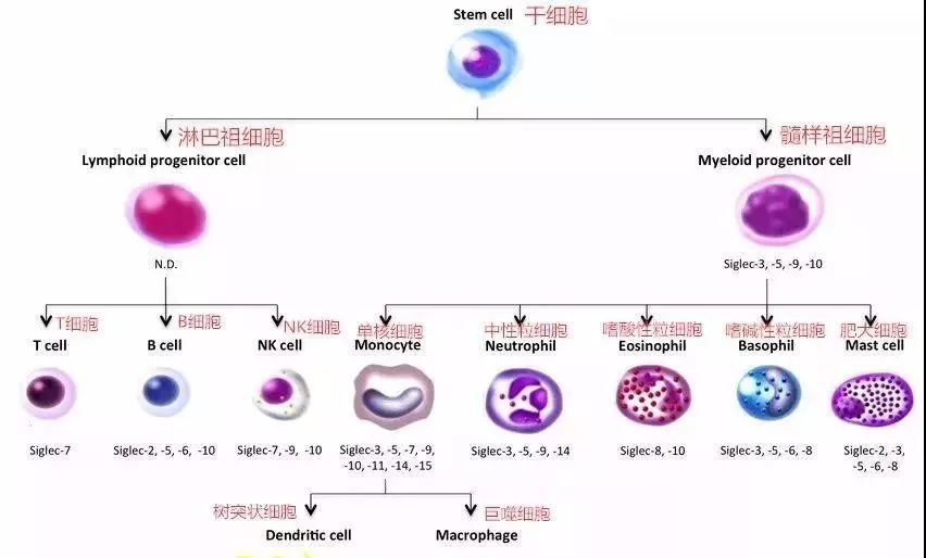 NK細(xì)胞：強(qiáng)大的抗癌前鋒！